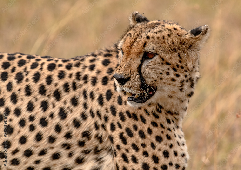 Fototapeta premium cheetah in the grass