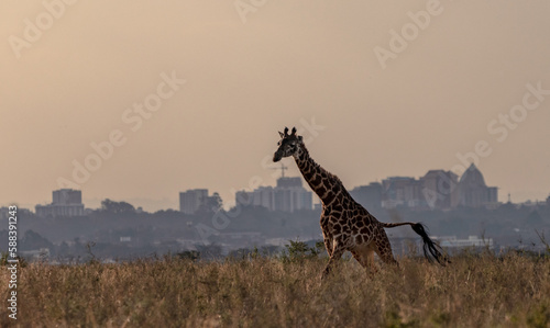 Photography giraffe in the savannah