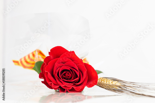 Close up red rose and ear of wheat for Diada de Sant Jordi. Tradition of St Jordi Day in Catalonia. Catalan book and rose flower day. Horizontal copy space with white background. photo