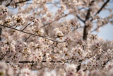 青空に映える満開の桜