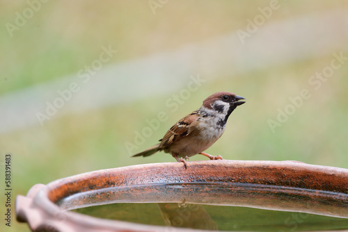 Tree Sparrow