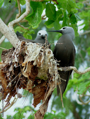 Noddi brun, nid,.Anous stolidus, Brown Noddy, Réserve Ile Cousin, Seychelles photo