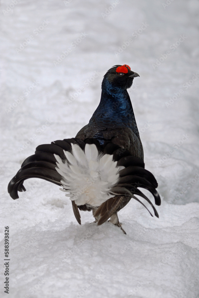 Obraz premium Tétras lyre, Lyrurus tetrix, Black Grouse, parades