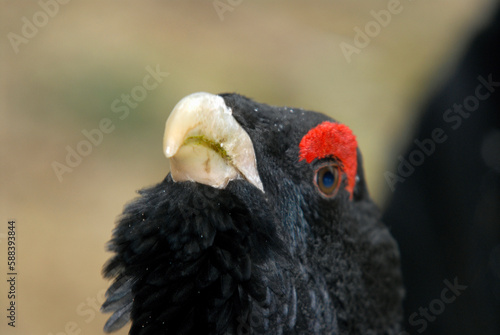 Grand T  tras  Tetrao urogallus   Western Capercaillie  male parades