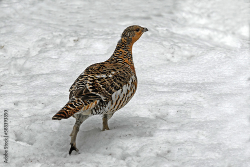 Grand Tétras, Tetrao urogallus , Western Capercaillie, femelle © JAG IMAGES