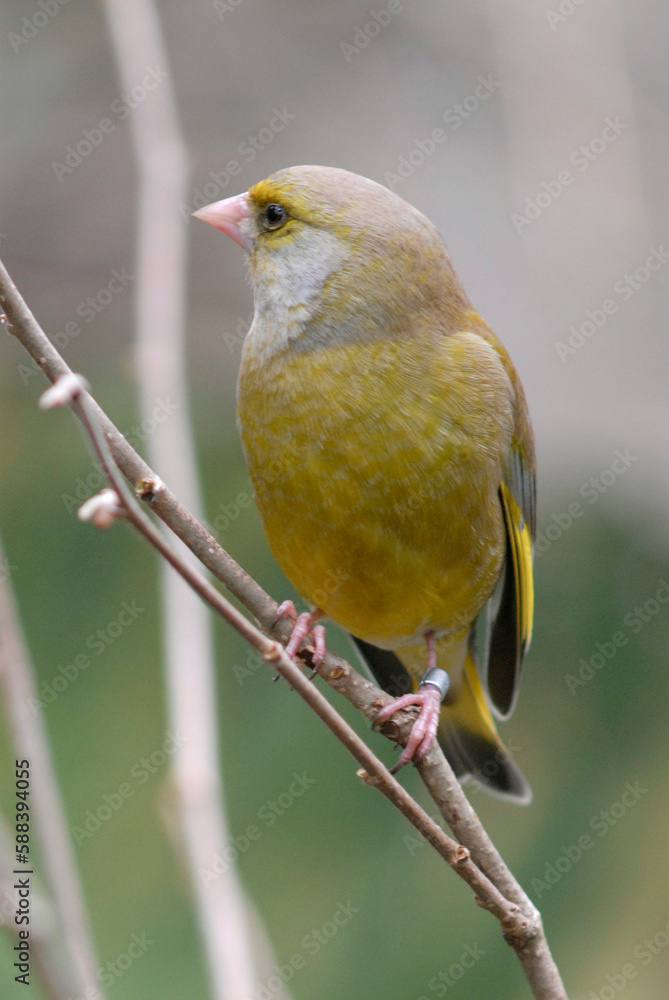 Fototapeta premium Verdier d'Europe,.Chloris chloris, European Greenfinch