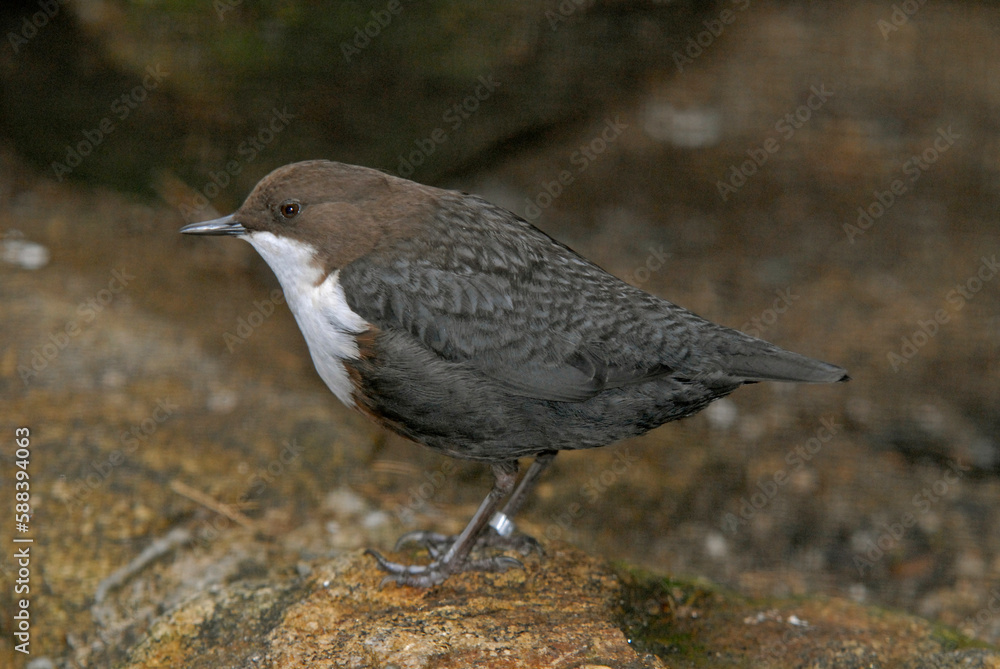 Cincle plongeur,.Cinclus cinclus, White throated Dipper Cincle plongeur,.Cinclus cinclus, White throated Dipper