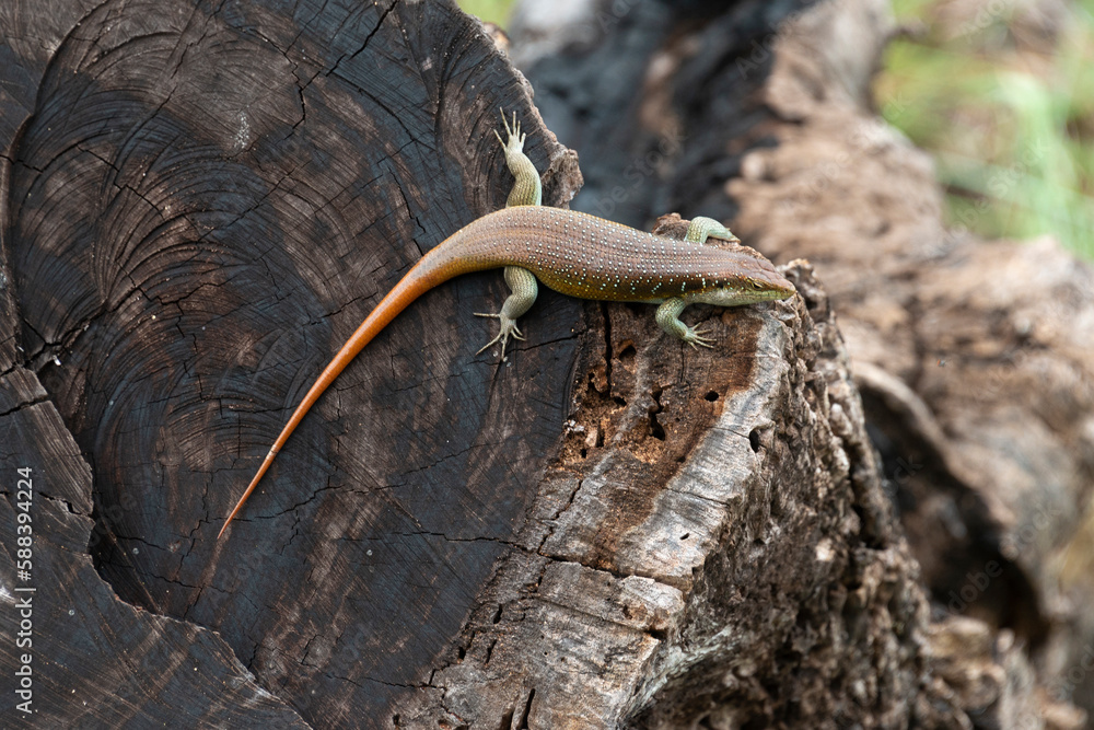 Fototapeta premium Lézard, Trachylepis margaritifera
