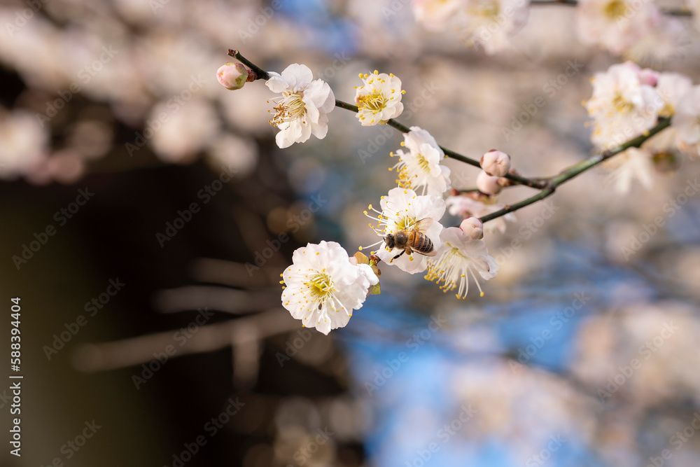 In spring, plum blossoms bloom, branches are luxuriant, flowers are fragrant, blue sky, petals look like snow In spring, plum blossoms bloom, branches are luxuriant, flowers are fragrant, blue sky, petals look like snow