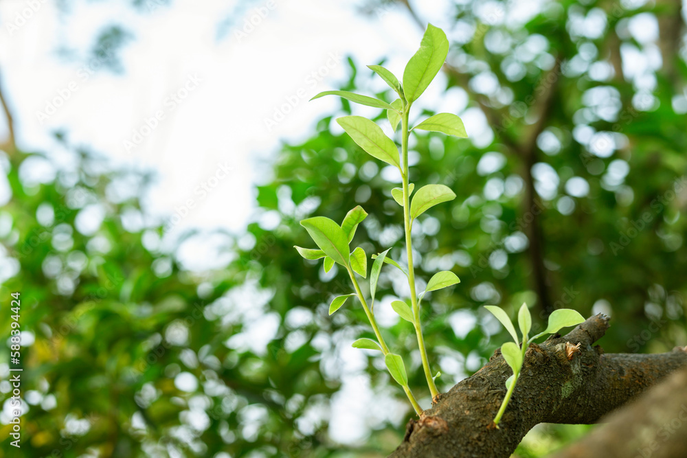 Naklejka premium In spring, the branches and leaves sprout, and the new spring hopes to grow and prosper the forest