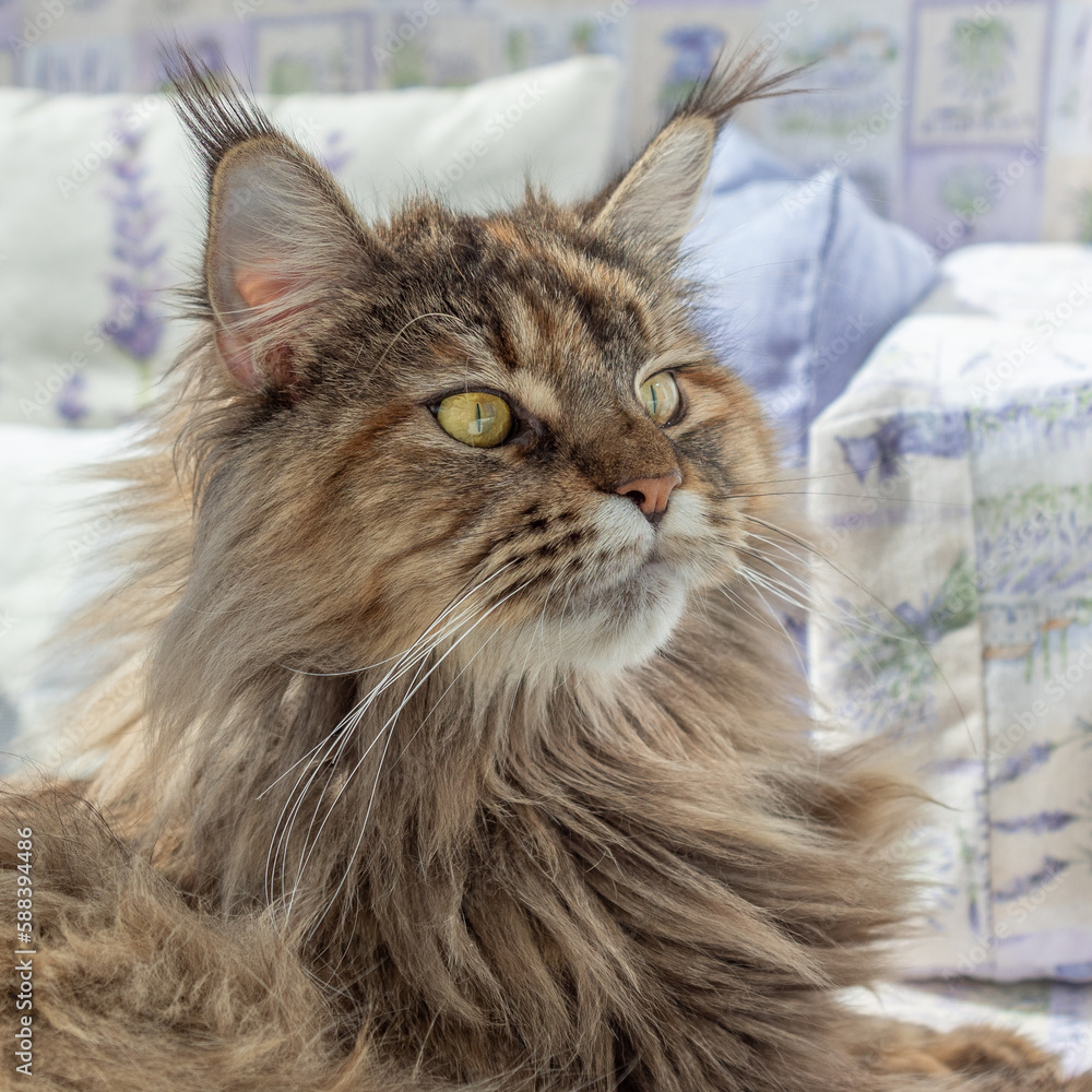 Cute furry Maine Coon cat with yellow-green eyes and long beige-brown ...