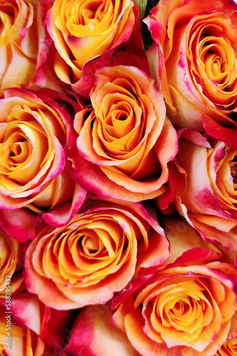 Yellow and pink roses natural floral background close up vertical photo. Fresh flowers in bouquet buds top view. Bright colors. Florist shop. Greeting card design template with copy space
