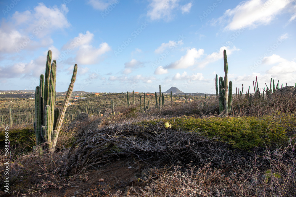 cactus in the desert Aruba