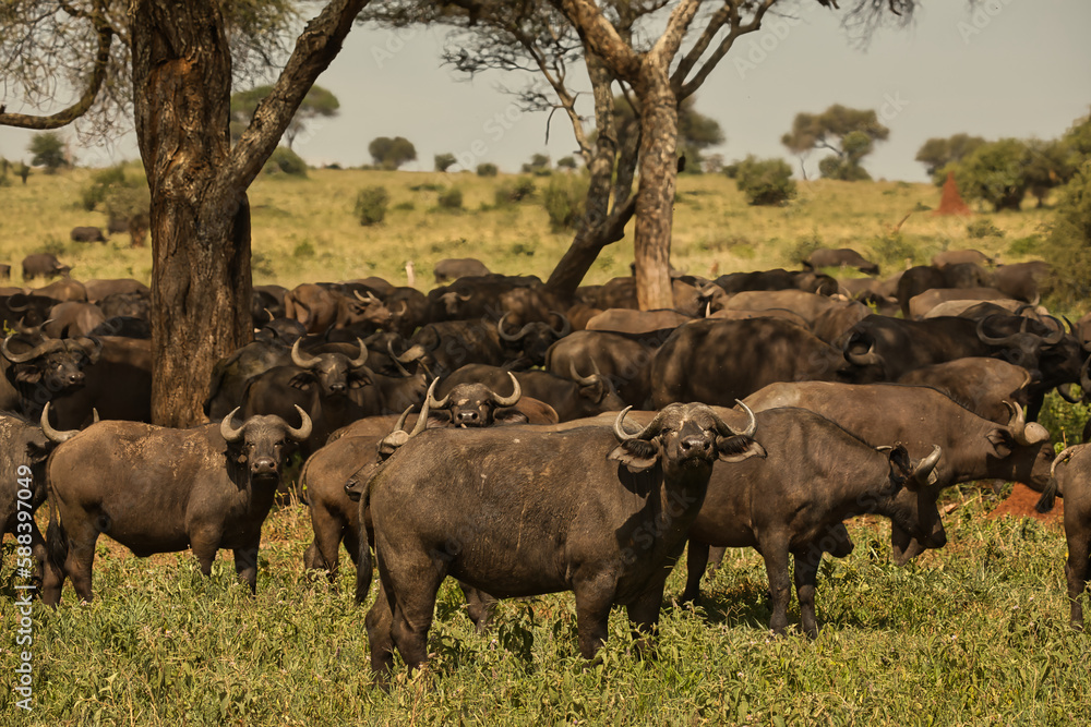 Naklejka premium Büffel im Tarangire Nationalpark 