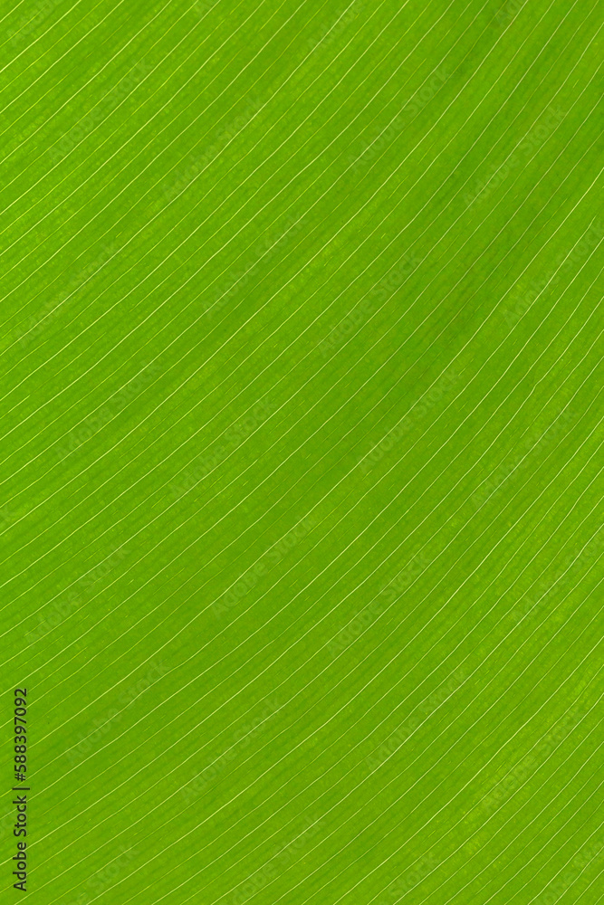 close up of green leaf texture close up of green leaf texture