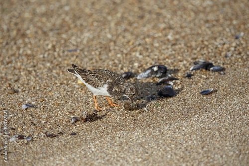 Turnstone eating a urchin