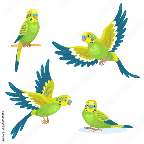 Set of four green budgerigar in different poses, flying and sitting. In cartoon style. Isolated on white background. Vector illustration.