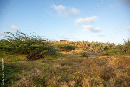 field of grass and sky