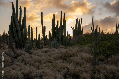 reeds at sunset © Jurick