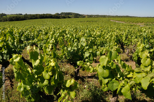The Nantes vineyard at Saint-Fiacre