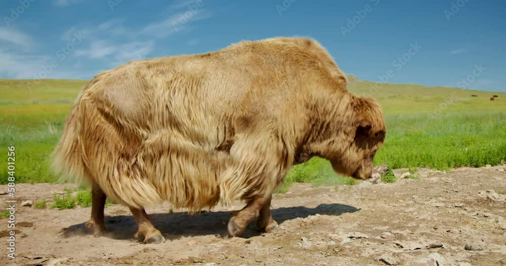 Muskox grazes on a summer meadow and basks in the sun on the steppe. The summer meadow is the muskox's favorite place where it grazes and basks in the sun on the steppe. Olkhon, Baikal Muskox grazes on a summer meadow and basks in the sun on the steppe. The summer meadow is the muskox's favorite place where it grazes and basks in the sun on the steppe. Olkhon, Baikal