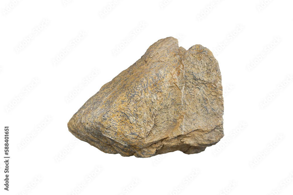 Fusulinid fossil stone isolated on white background. Fusulinids monodiexsulina sp. Fusulinid fossil stone isolated on white background. Fusulinids monodiexsulina sp.