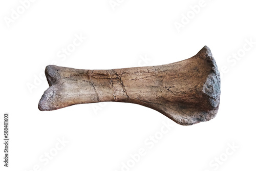 Bone sample of dinosaur tibia of Phuwiangosaurus sirindhornae isolated on white background. photo