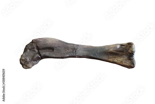 Bone sample of dinosaur humerus of Phuwiangosaurus sirindhornae isolated on white background.
