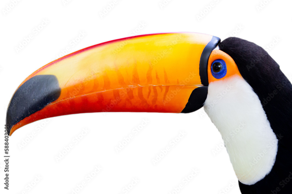 Naklejka premium Lindo tucano de bico amarelo em png.