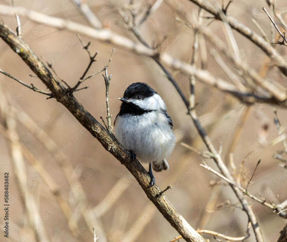 Fototapeta premium black-capped chickadee