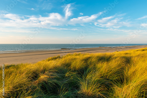 Wind blowing through dune grasses in sand dunes of Oostende (Ostend) beach at sunset, North Sea, Belgium. photo