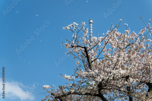 桜吹雪