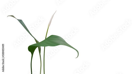3d realistic vector tropical plant spathiphyllum with green leafs and flower bud isolated on white background. Vector illustration for botanic  organic  nature  floral design product. 
