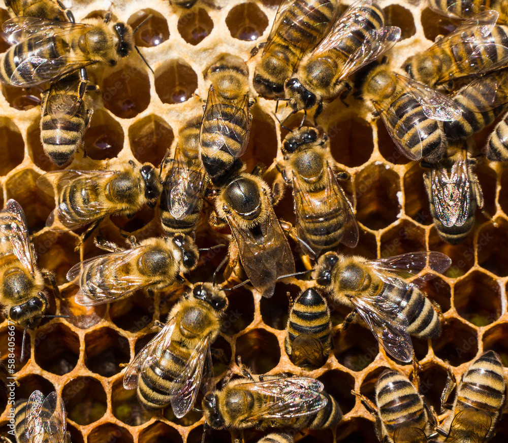 Queen Bee lays eggs in honeycombs. Working bees look after their queen. Queen Bee lays eggs in honeycombs. Working bees look after their queen.