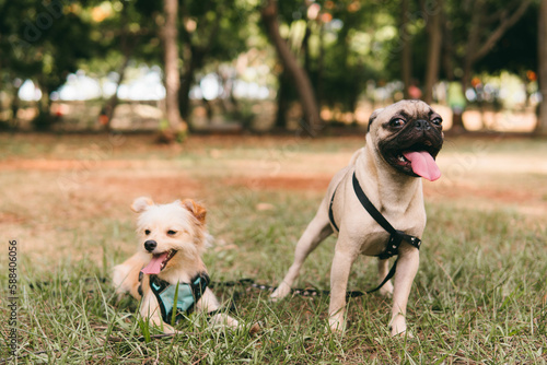 Long Haired Chihuahua Dog Photography