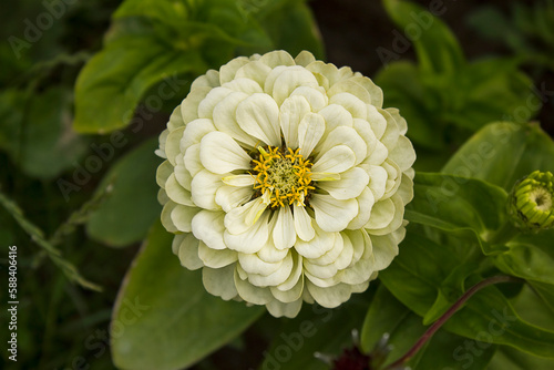 A close-up of a white zinnia flower growing in a garden bed