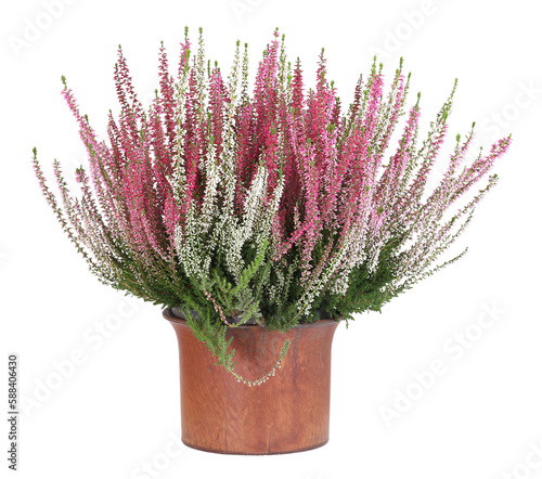 White and pink heather, transparent background