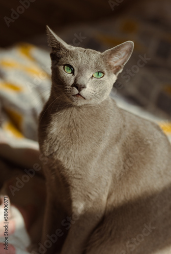 Russian blue male cat looking into camera with beautiful green eyes