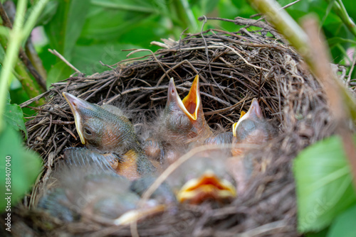 Bird nest with young birds chicks Eurasian Blackbird. Hungry baby blackbirds with opened beaks.