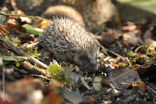 Small baby Hoglet on leaves 