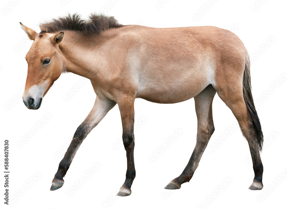 Young brown horse isolated on transparent background
