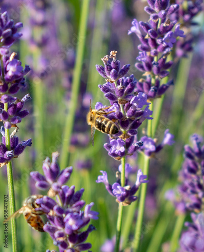 Honey Bee collecting nectar from purple Lavender (Lavandula angustifolia) flowers in the garden. Close up. Macro.