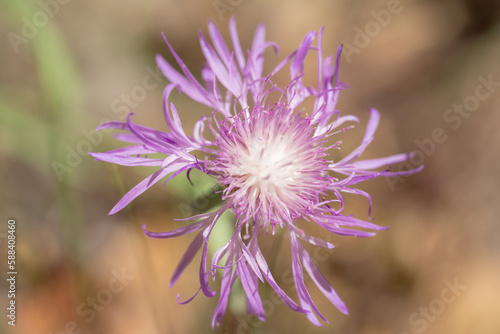 Brown knapweed or brownray knapweed (Centaurea jacea), is a species of herbaceous perennial plant. Brown background. photo