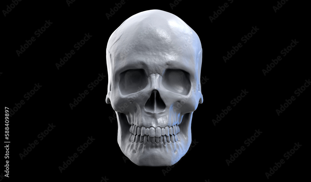 3d illustration of a human skull with the dark background. Skull front view. 3d illustration of a human skull with the dark background. Skull front view.
