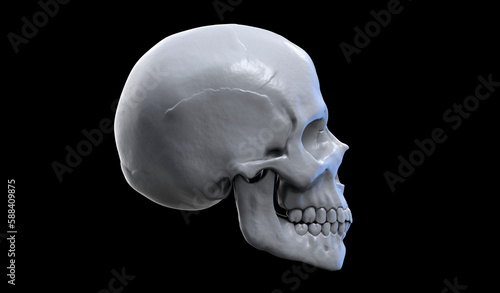 3d illustration of a human skull with the dark background. Skull left side view.