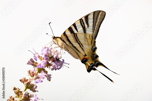 A scarce swallowtail isolated on a flower called vitex or chaste tree. Butterfly isolated on white. Iphiclides podalirius. photo