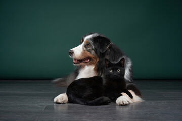 dog and a cat together on a green background. Family of pets in the studio. Australian Shepherd and black cat