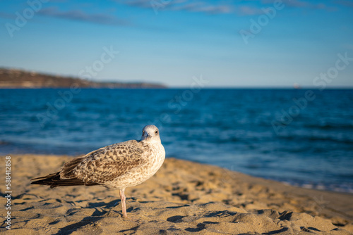 Seagull on the beach staring at the camera © Viara