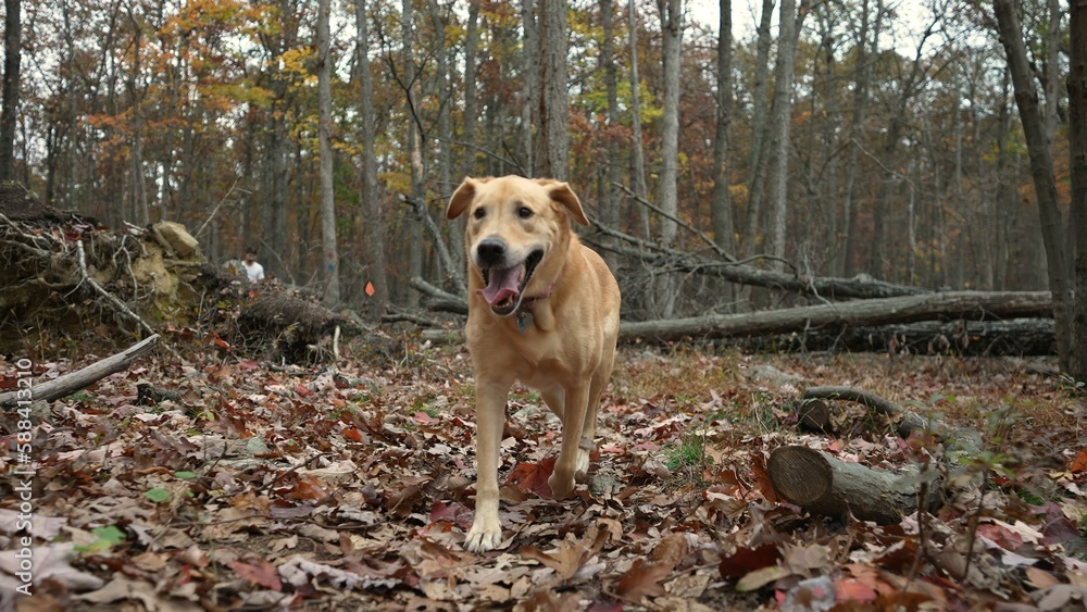 Beautiful Blonde Labrador Retriever happily runs towards camera in a forest on a hiking trail. Beautiful Blonde Labrador Retriever happily runs towards camera in a forest on a hiking trail.