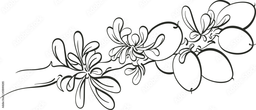 Argania tree. Graphic sketch. Oil bean, texture leaf, herbal plant. Art line ink engraving illustration. Hand drawning symbol